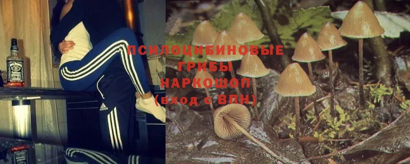 Псилоцибиновые грибы Psilocybe  ссылка на мегу как зайти  Шахты 